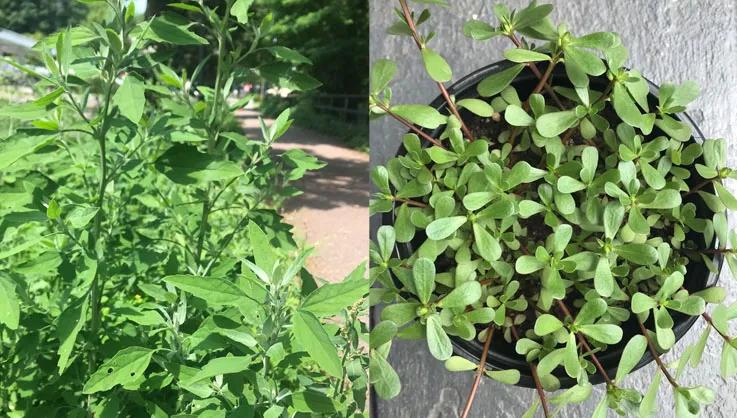 lambsquarters and purslane