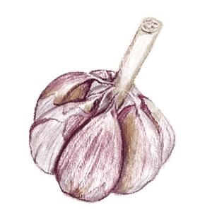 Rocambole Spanish Roja Garlic Illustration