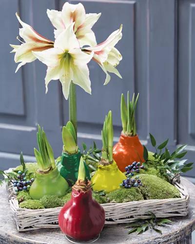 Easy care waxed Amaryllis in a square basket with moss
