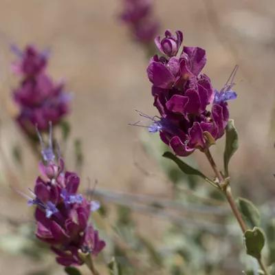 Purple Sage