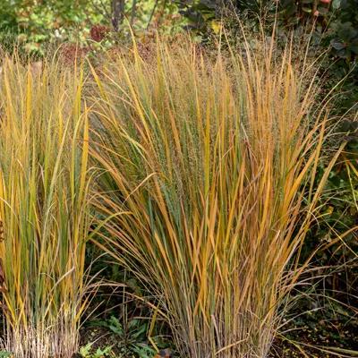 Switchgrass 'Panicum Virgatum'