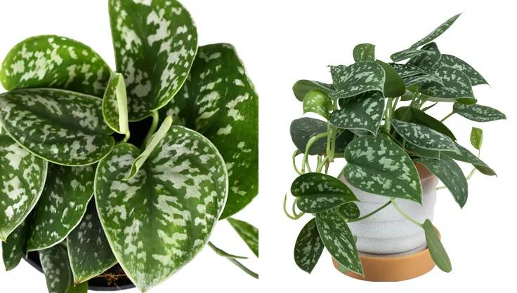 Close up of Scindapsus Pictus leaves and one in ceramic pot