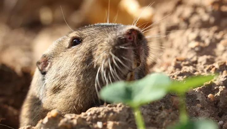 gopher peeking out of the soil 