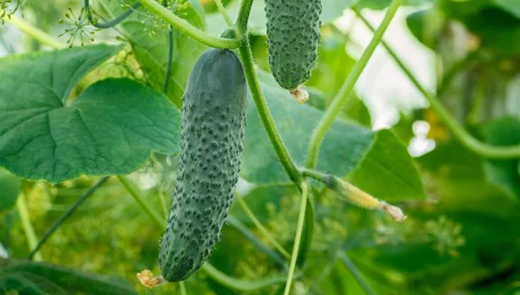 Pickling Cucumber growing on vine