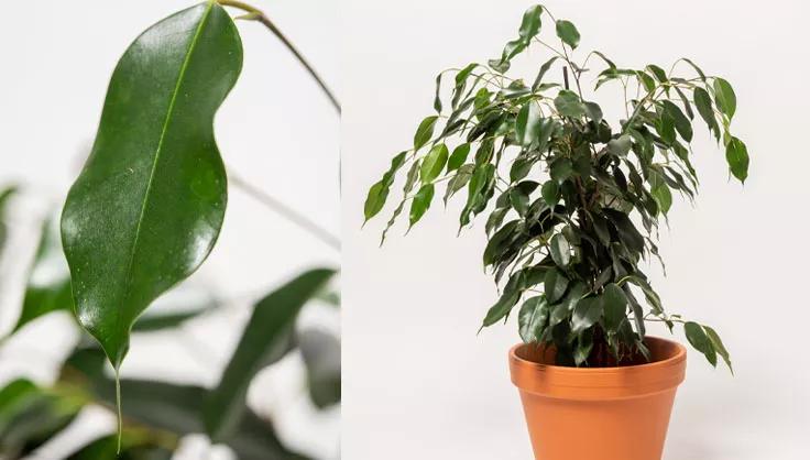 Close up of weeping fig leaf next to image of weeping fig plant in terra cotta pot