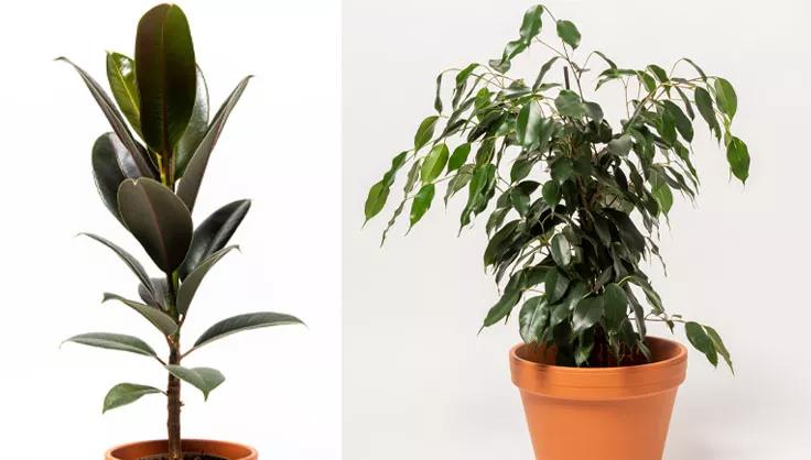 Rubber plant in terra cotta pot next to weeping fig plant in terra cotta pot