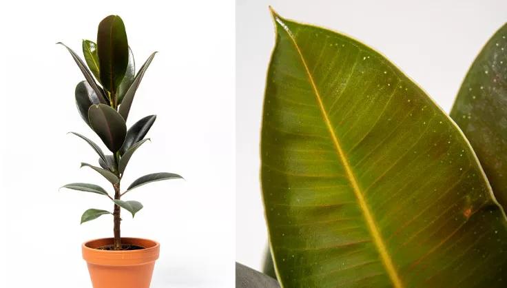 Close up of rubber plant leaf next to rubber plant in terra cotta pot