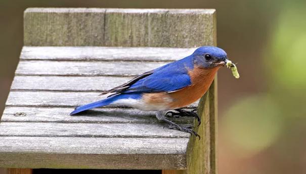 How To Attract Birds To A Bird Feeder