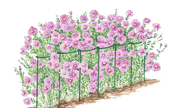Illustration of Curved Linking Stakes supporting pink flowers