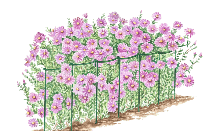 168极速赛车历史记录查询 Illustration of Curved Linking Stakes supporting pink flowers