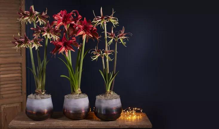 Cybister amaryllis collection on table with decorative twinkle lights next to them