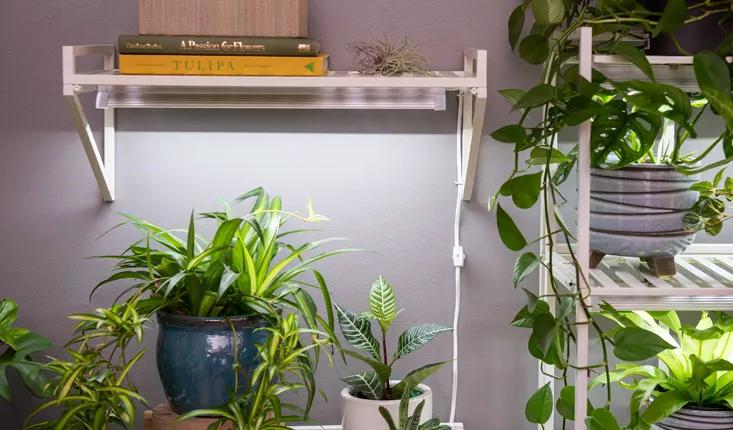 Oslo Grow Light shelf and stand with potted leafy plants on shelves of both