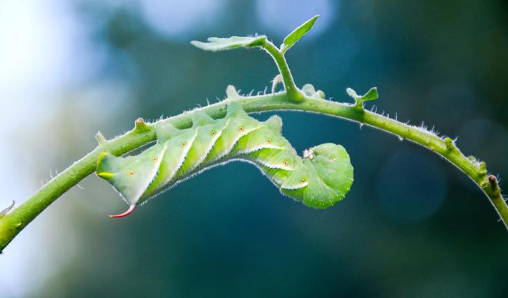 Tomato hornworm hanging on plant stem