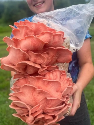 BaltiSpore Pink Oyster Mushroom Grow Kit