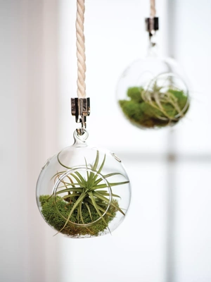 Mini Blown-Glass Hanging Terrarium, Set of 2