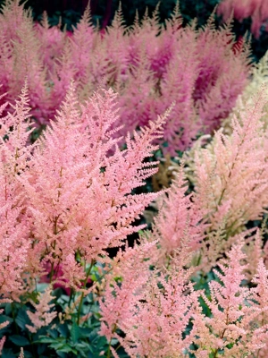 Astilbe Everchanging Peaches and Cream, 5 Roots