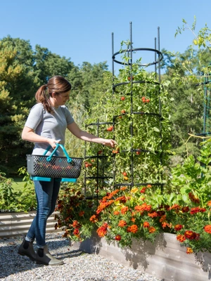 Tomato Growing  Gardener's Supply