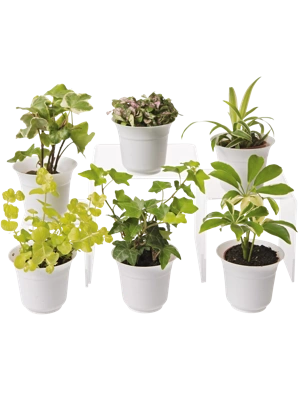 Low Light Terrarium Plant Collection, Set of 6