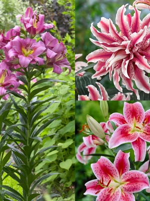 Fragrant Lily Garden, 21 Roots