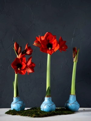 Easy Care Waxed Amaryllis Art Mix