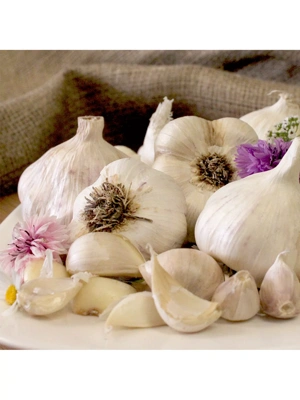 Garlic, Silverskin Inchelium Red, 5 Bulbs