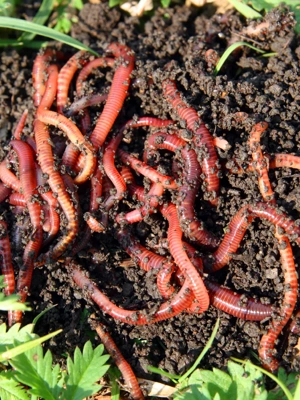 Worm Composting  Gardener's Supply