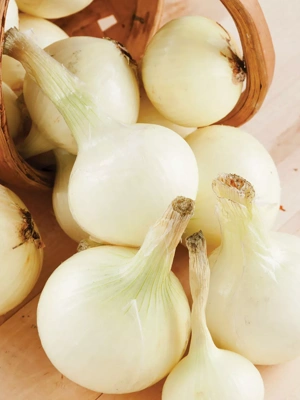 Onion Sets White, 250 Bulbs