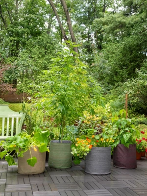 16 Backyard Vegetable Garden Ideas for Beginners