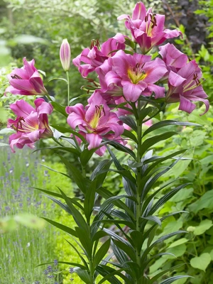 Lilies Mammoth Tall Lilies Purple Ladies, 7 Roots
