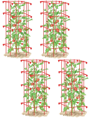 How to Choose Tomato Plant Varieties