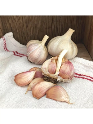 Garlic, Purple Creole, 3 Bulbs