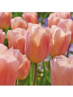 Van Zyverden Tulips Apricot Beauty Set of 12 Bulbs