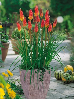 Red Hot Poker Patio Kit