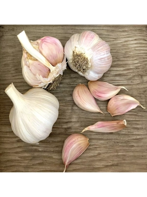 Garlic, Porcelain Northern Hardy, 3 Bulbs