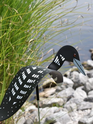 Florida Dancing Birds®, Loon