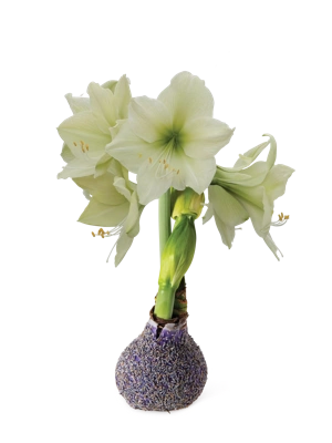 Easy Care Waxed Amaryllis with Lavender Buds