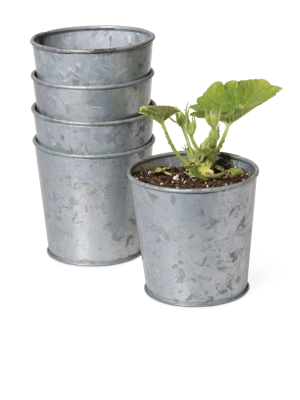 Galvanized Planting Cups, Set of 5
