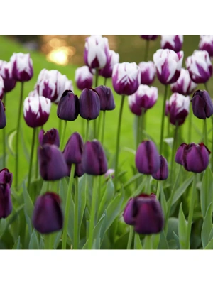 Van Zyverden Tulips Rem's Favorite Blend Set of 15 Bulbs