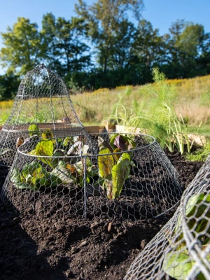 Chicken Wire Cloche Extension