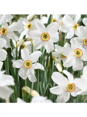 Van Zyverden Daffodils Pheasant's Eye Set of 12 Bulbs