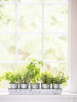 Galvanized Herb Planters with Rectangular Tray