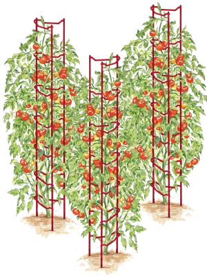 Tomato Ladders, Set of 3