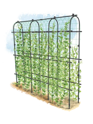 Titan Pea Tunnel