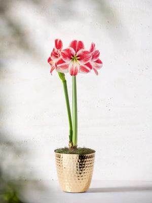 Razzle Dazzle Potted Amaryllis