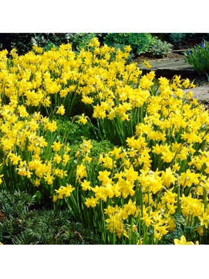 Van Zyverden Daffodils Tete A Tete Set of 25 Bulbs