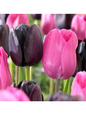 Van Zyverden Tulips Lip Stick Blend Set of 15 Bulbs