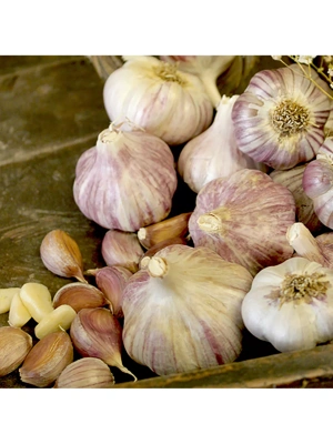 Garlic, Rocambole Spanish Roja, 3 Bulbs