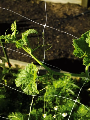 Monofilament Trellis Netting