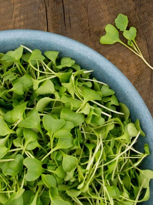 Broccoli Microgreens Organic Seeds