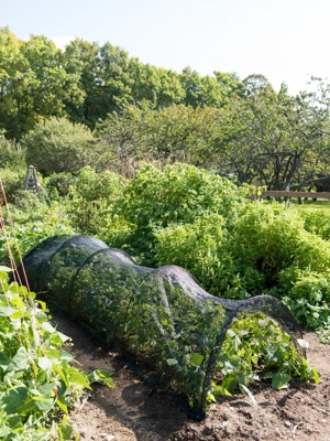 Shade Tunnel